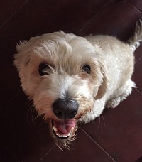 Alimentos, juguetes interactivos, camas, cobijas, collares, arnés, ropa, accesorios, productos de higiene, suplementos, vitaminas, cámara y dispositivos de monitoreo. 🐩💕